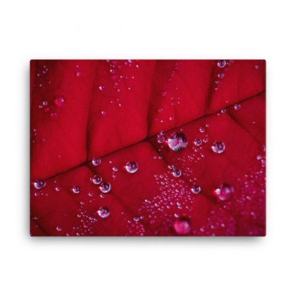 "Holiday Dew" canvas fine art print, by Jesse Vachon