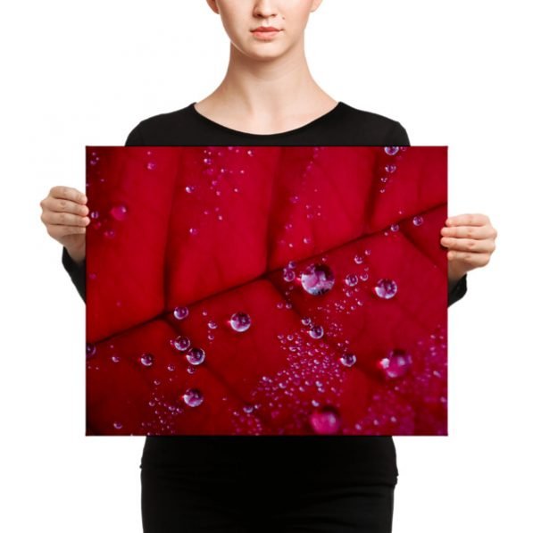 "Holiday Dew" canvas fine art print, by Jesse Vachon - Image 9